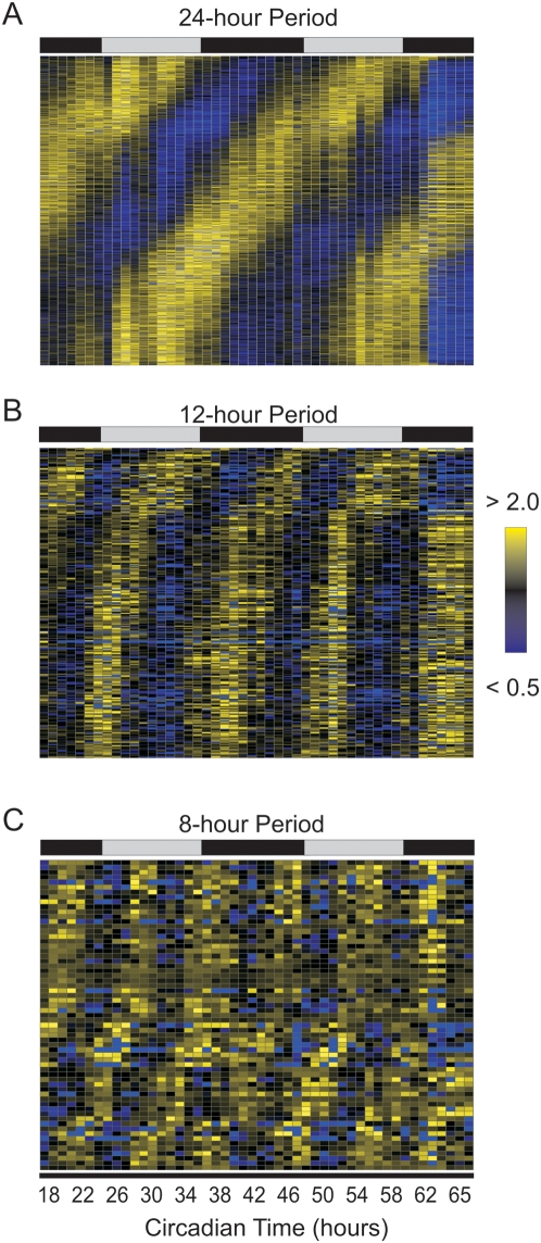Heatmap from the lab's 2009 harmonics paper showing 24-hour, 12-hour, and 8-hour transcriptional structure across mammalian genes.